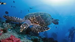 Hawksbill Sea Turtle
