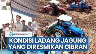 Disebut Tumbuh Rumput Liar, Apakah Ladang Jagung yang Diresmikan Gibran Gagal Panen? Ini Faktanya