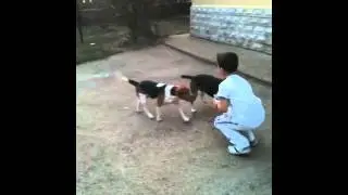 Alino addestratore beagle