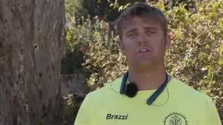 Precision Tree Care & Removal |  Professional Tree Service  in Live Oak, FL
