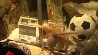 Raw Video:Psychic Octopus Predicts German WC Win