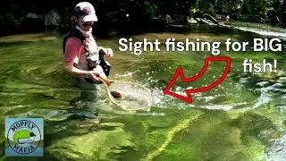 Fly Fishing Massachusetts' Most Popular Stream (GIN CLEAR WATER)