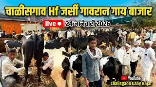 चाळीसगाव गाय बाजार live 🔴 24 जानेवारी 2026 || Chalisgaon Gaay Bajar #hfcows #gaay 