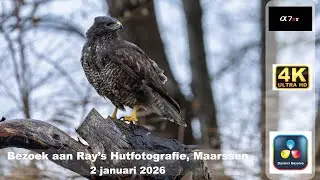 Vogelhut Maarssen