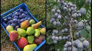 O tura in livada ,prunii Stanley și Ana Spath prezentați &icirc;n toată splendoarea lor✅🤗