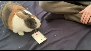 Playing Cards With My Rabbit
