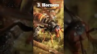 5 Animals That Turn Themselves Into Weapons