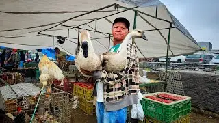 FEIRA DE GALINHA DE CARUARU PE, S&Aacute;BADO, (13/09/25)