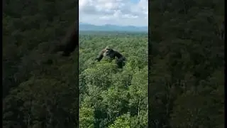 Giant King Kong ape spotted near Amazon rainforest! Is it real? #kingkong #viralvideo #leakedfootage