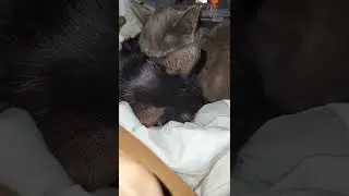 Baby Zooma is curdled up and sleeping with Hercules