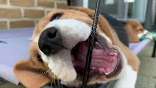 Beagle Dogs Steal the Show: Funniest Adventures Compilation!