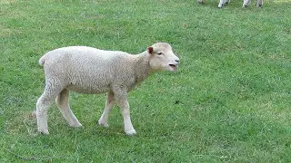 Cute Baby Lamb Baaing