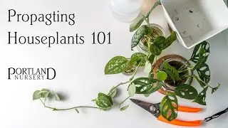 Propagating Houseplants 101