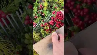 Harvest the berry &hellip; #berry  #cranberry #blueberry