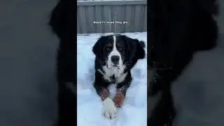 Snow dogs&hellip; please let your hoomans go inside 🥶❄️ #bernesemountaindog #funnydog #snowdog