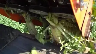 Modern farming radish harvesting machine
