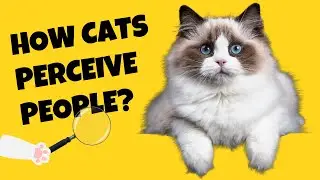 Decoding the Feline Gaze: How Cats Perceive People - Cat's Knowhow