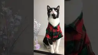 World's top cat model's!