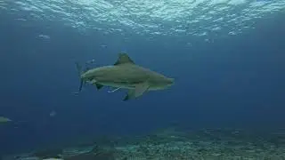 Shark dive in Kuata, Fiji