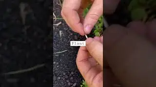 #howto enjoy #free #flowers for life