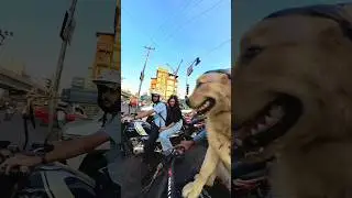 Cute girl reaction 🥵🤩|| simba || dog lover 🐶❣️|| #dehradunlove #demigodspt #cutegirlrection