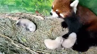 The happiest time is of course being with family【red panda】【cute】