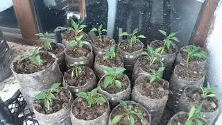 Humik.asit (Evde sıkıldınızmı ? Biber ve domates yetiştirin . Verim alabilmek m&uuml;mk&uuml;n 'm&uuml;?