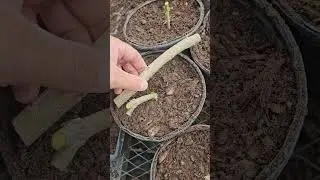 How to Propagate Pomegranate Cuttings