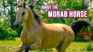 Morgan & Arabian Cross? Meet the Morab Horse!
