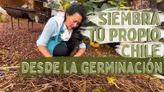 C&oacute;mo GERMINAR CHILE | Jalape&ntilde;o 🌶