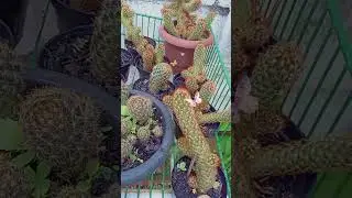 Plantas ornamentais f&aacute;ceis de cultivar: rosa do deserto e cactos.