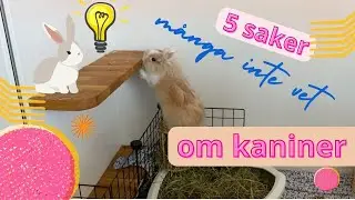 Kaniner utan framtänder? 5 saker många inte vet om kaniner