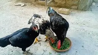 Aseel Chickens Eating Radish Leaves 🐔 | Calm Feeding Time#Aseel#ChickenFeeding#RadishLeaves