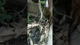 giloy plant and humming Bird Nest
