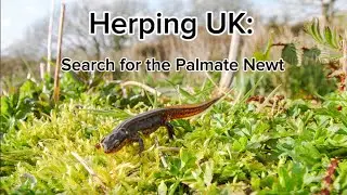 Herping UK: Search for the Palmate Newt                  #herping #amphibians #fieldherping