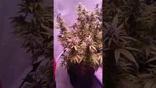 michigan indoor plant porn 😂😂😂🙏