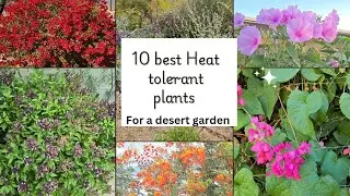 Desertgarden: 10 best Heat tolerant plants! #heattolerantplant #desertgarden
