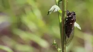 Rare Sight! New Forest Cicada (Cicadetta montana) 1Of4