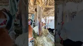 chintalkunta buffalo market 2024 cows and buffaloes from sale #animals #buffalo