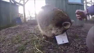 Jake enrichment