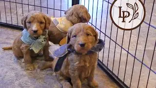 Meet Maggie's F1 Standard Goldendoodle Puppies! - The 