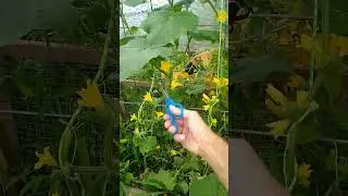 garden therapy