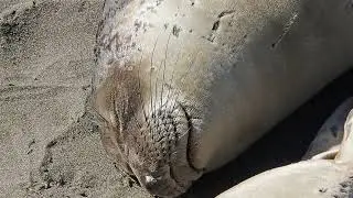 Elephant Seal Vista Point