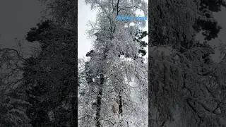 Winter wonderland ⛄️❄️#winter #snow #nature #frozen #naturelovers #fyp #support  #finland #nepal