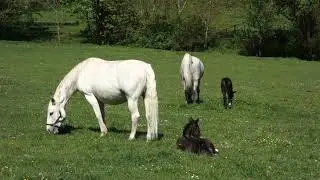 LIPIZZANER FOHLEN . LIPIZZAN FOALS