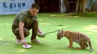 Tiger cub learns wilderness survival skills at South China breeding base