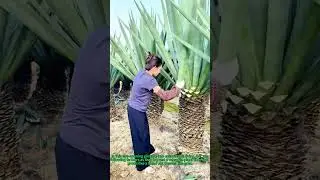 Nature&rsquo;s Fabric Uncovered: The Art of Harvesting Sustainable Plant Fibers!