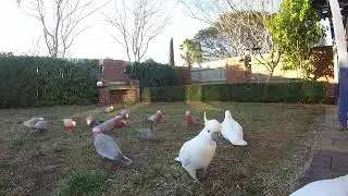 🅾🆉 🅱🅸🆁🅳🆂  - Backyard Birds