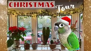 Christmas Houseplant Tour 2019 🎄🎁🌿🦜⛄️⭐️
