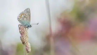 A silver studded blue butterfly enjoying a dew covered morning 🦋🌿